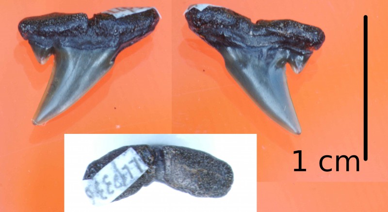 LLP0336 (28 december 2020): Eocene Striatolamia macrota, upper lateral 7. Ik twijfelde wel heel erg met Hypotodus verticalis. Echter de kromming bij de overgang workel-kroon, en de kromming in de wortel in het bovenaanzicht lijken mij toch beter by S.macrota passen. Wel is de tand beter betwaard dat de andere S.machrota tanden, en ook wat bruiner (de andere zijn wat blauwig). Maar of de kleur en conservering zoveel zegt...