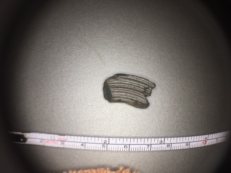 IMG_2809.JPG (2.49 MiB) 1398 keer bekeken Kiesje1