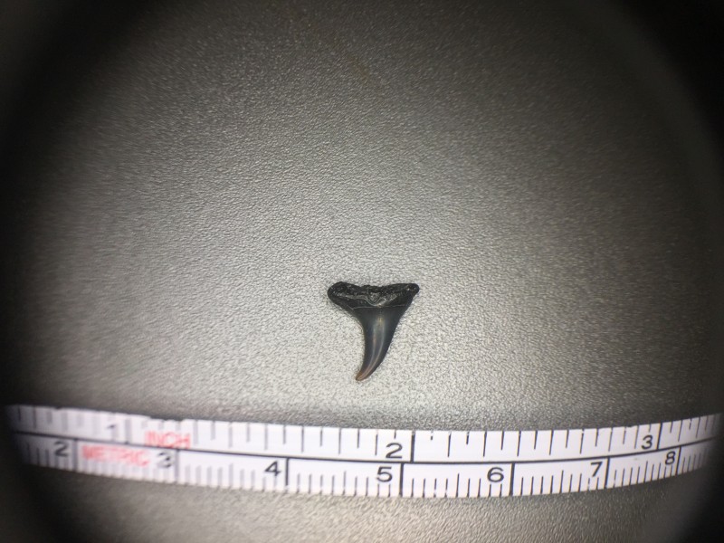 IMG_2813.JPG (2.54 MiB) 1464 keer bekeken Tandje