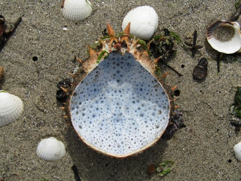 Foto © Jonatan Antúnez, <br />bron: https://biodiversidade.eu/especie/maja-brachydactyla-balss-1922-/<br /><br />(Onder de CC BY-NC licentie, dus ik mag de foto delen)