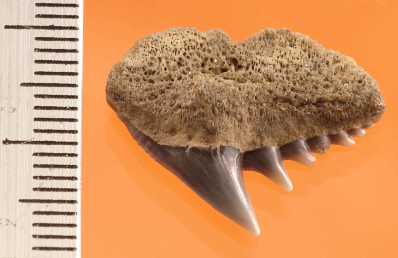 NIF_0078.jpg