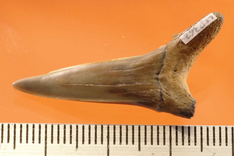 NIF_0085.jpg