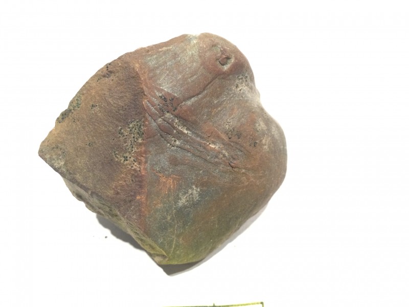S. kidstonii?
