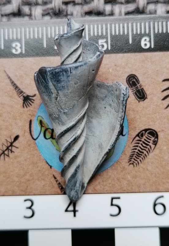 Scaphella lamberti, sowerby 1816, plioceen.