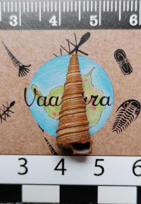 Turritella incrassata, sowerby 1814, plioceen.