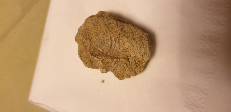 afdruk van gevonden fossiel