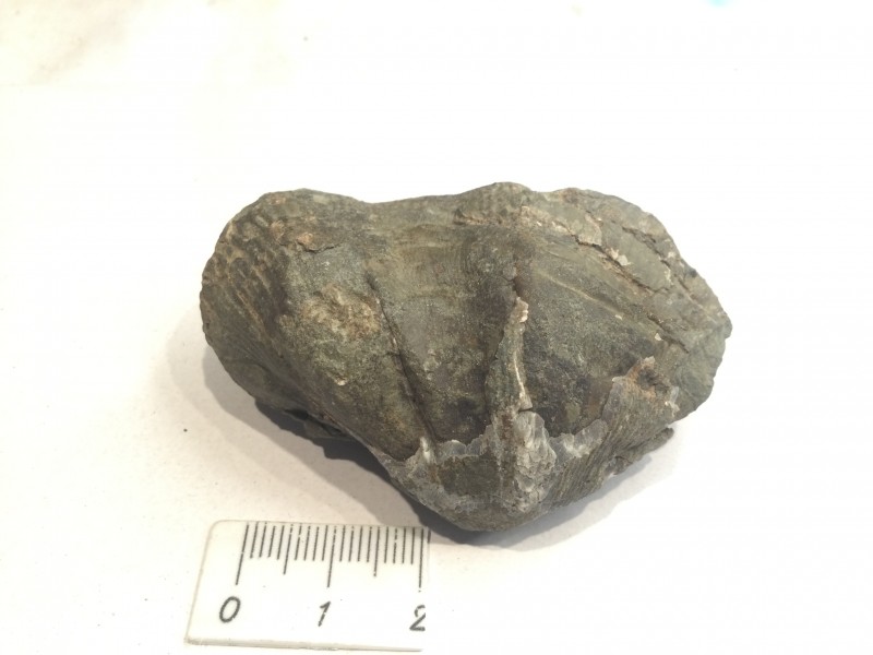 Object 1, voorkant. Deze bestaat uit slechts 1 klep.
