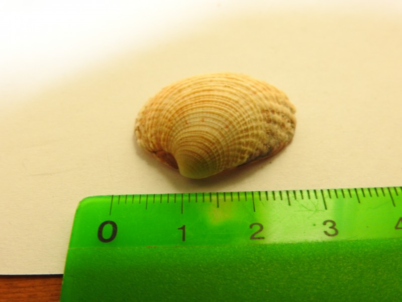 schelp1