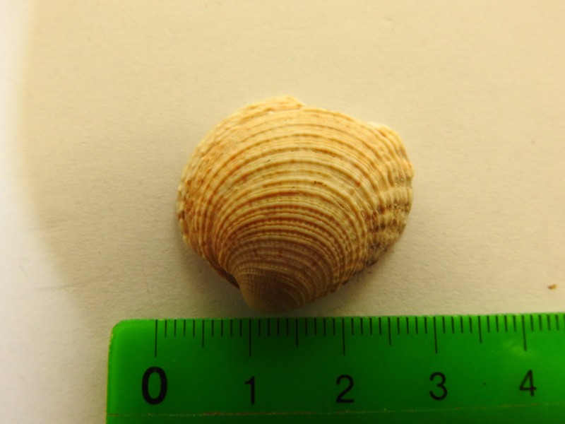schelp1