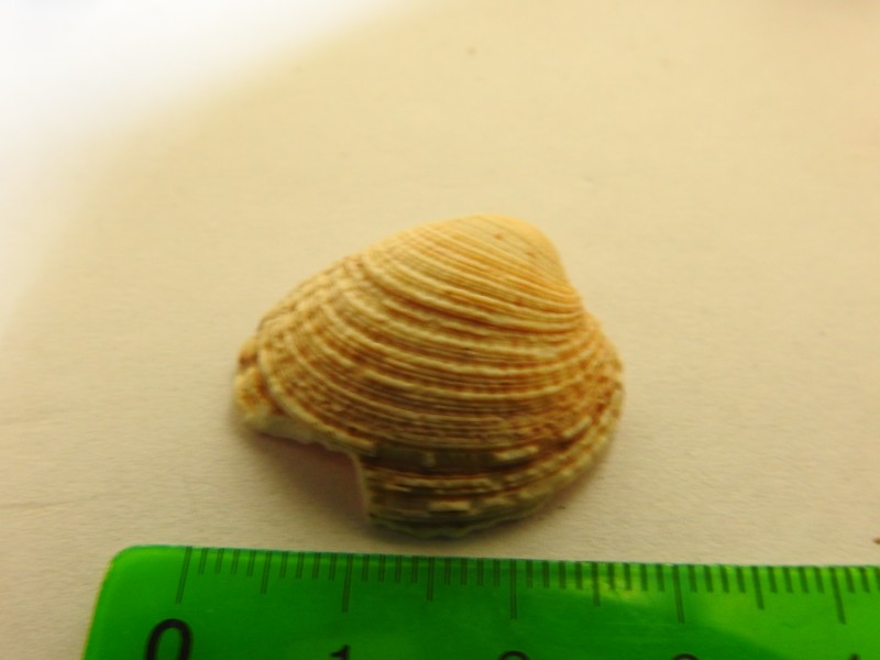 schelp1