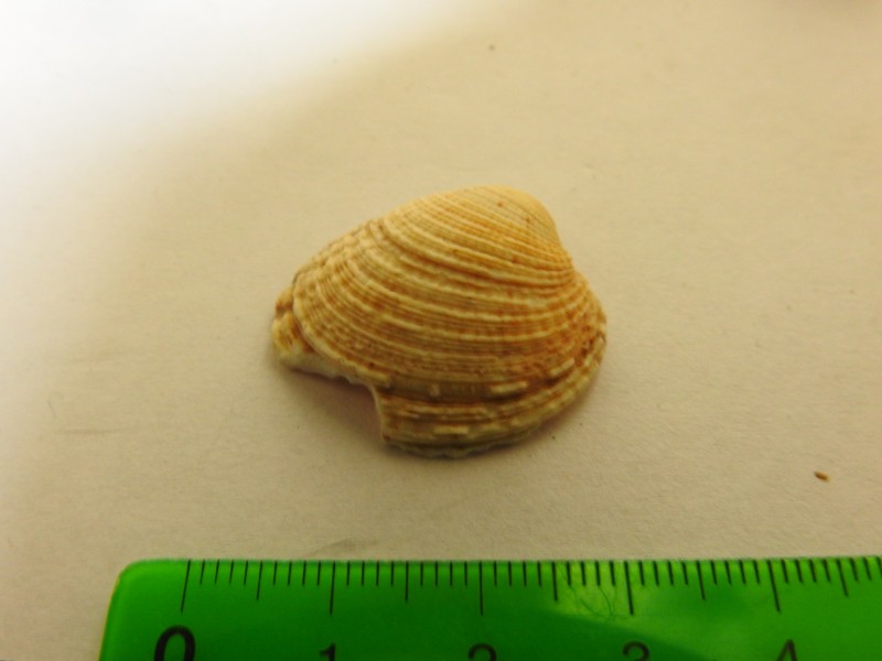 schelp1