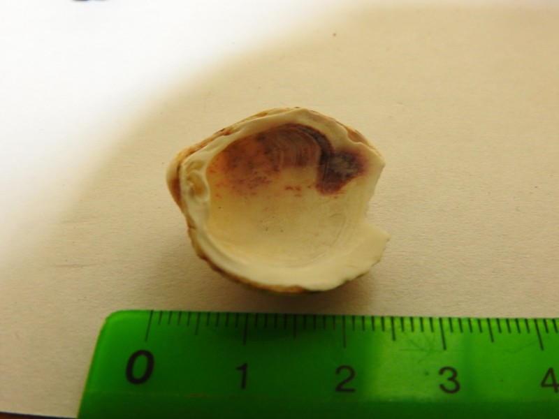 schelp1