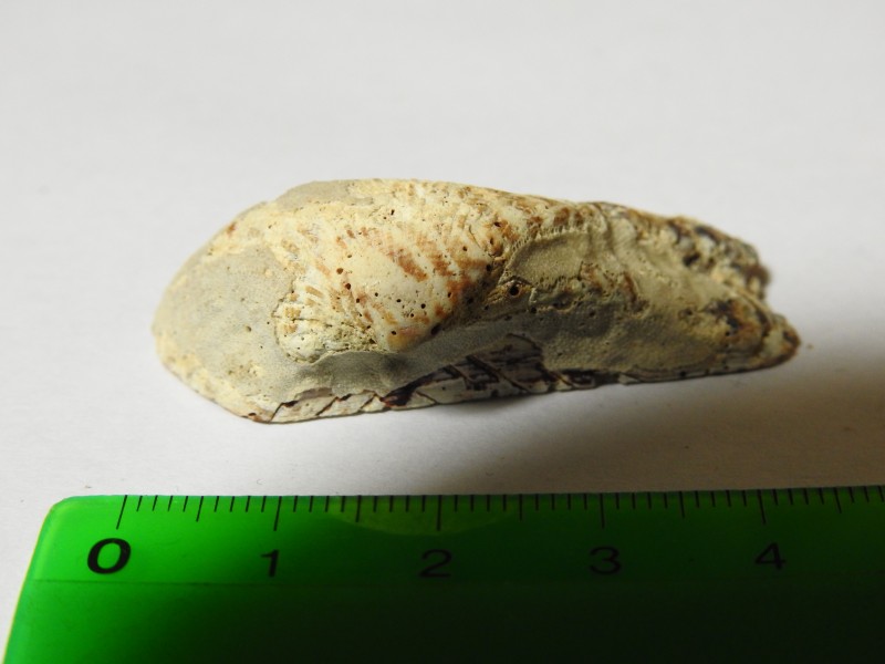 schelp2