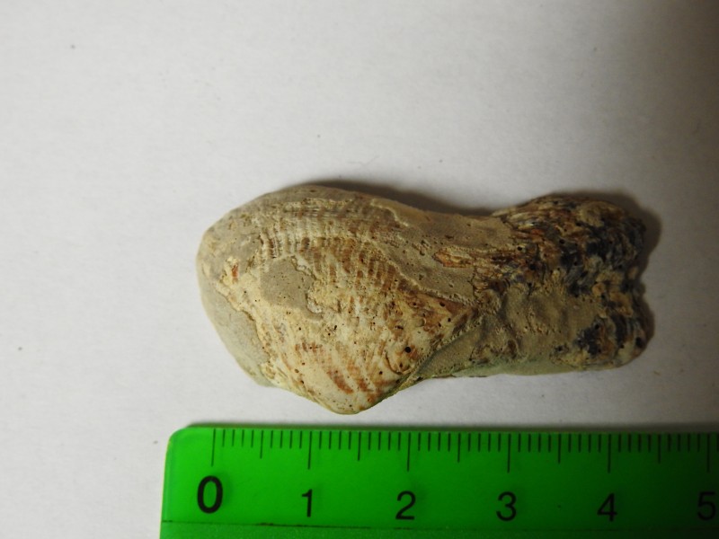 schelp2