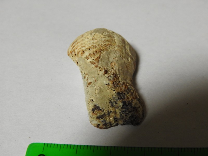 schelp2