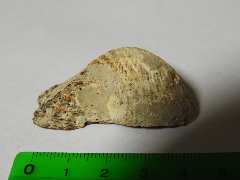 schelp2