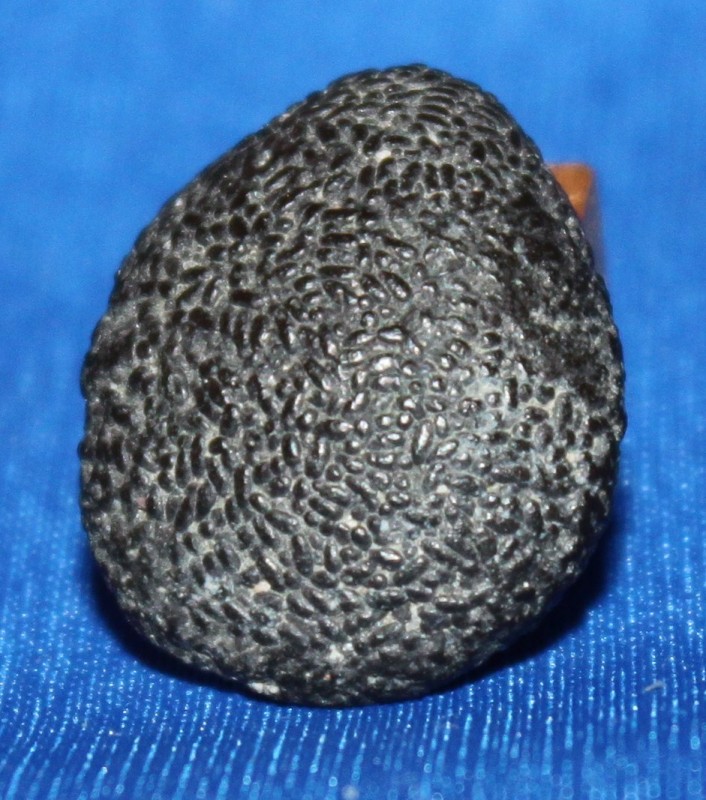 Tomaculum Walchum PdV IMG_6410.JPG