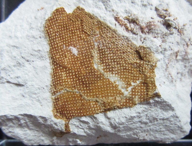 Ventriculaties_KvZevenwegen_1221_Kreco.jpg