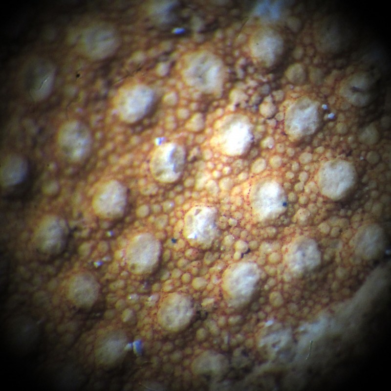 Ventriculites2_KvZevenwegen_1221_Kreco.jpg