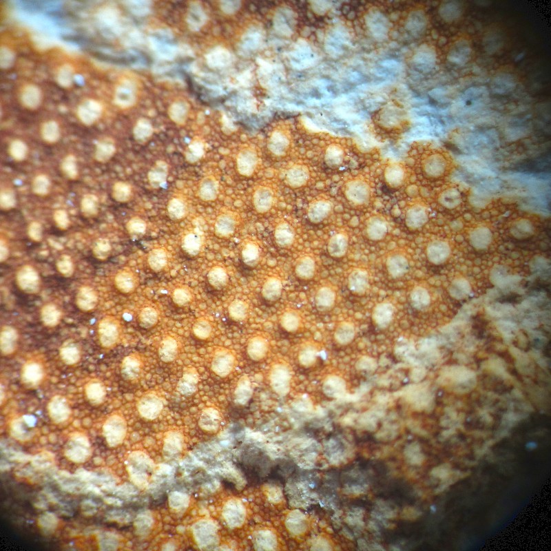 Ventriculites_KvZevenwegen_1221_Kreco.jpg