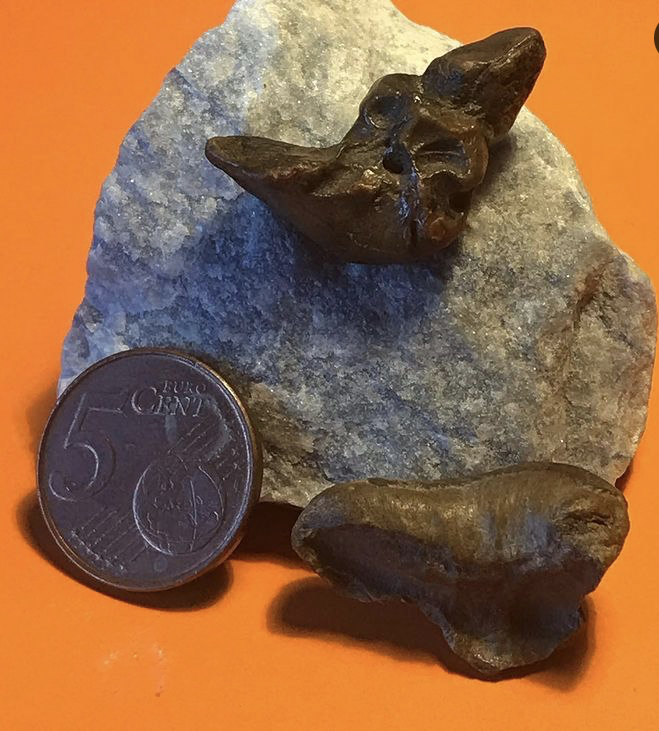 2 gehoorbeentjes van een schelpenpad, 1 bulla( soort onbekend)  en een perioticum mogelijk squalodonta(?)
