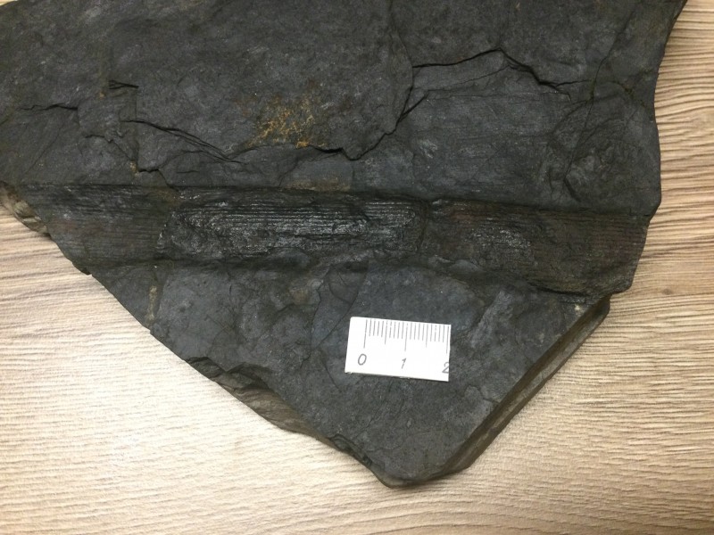 Calamites