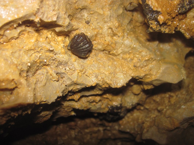fossiel schelpje in grot in Frankrijk