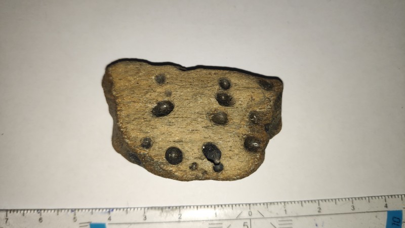 versteend hout?