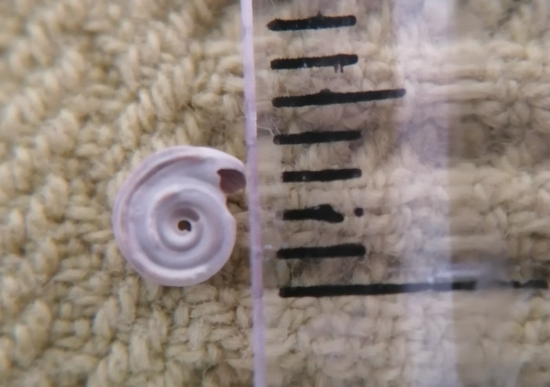 Omalaxis brusseliensis, glibert 1985, eoceen.
