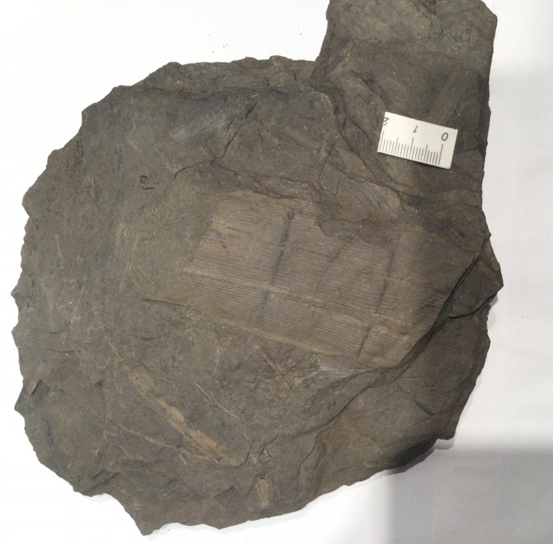 Calamites