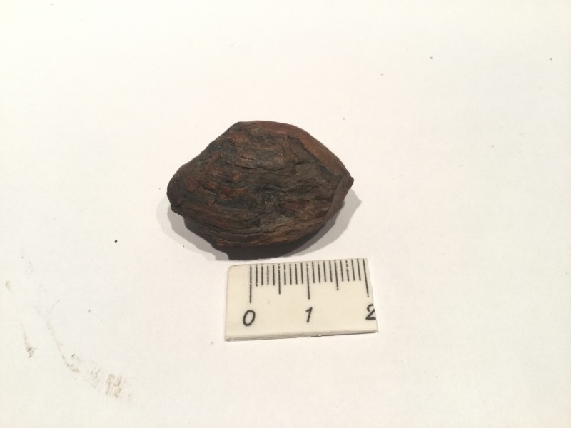 Carbonicola achter