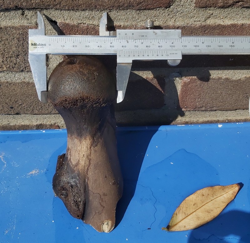 20220401_143842.jpg (3.54 MiB) 420 keer bekeken 6 cm