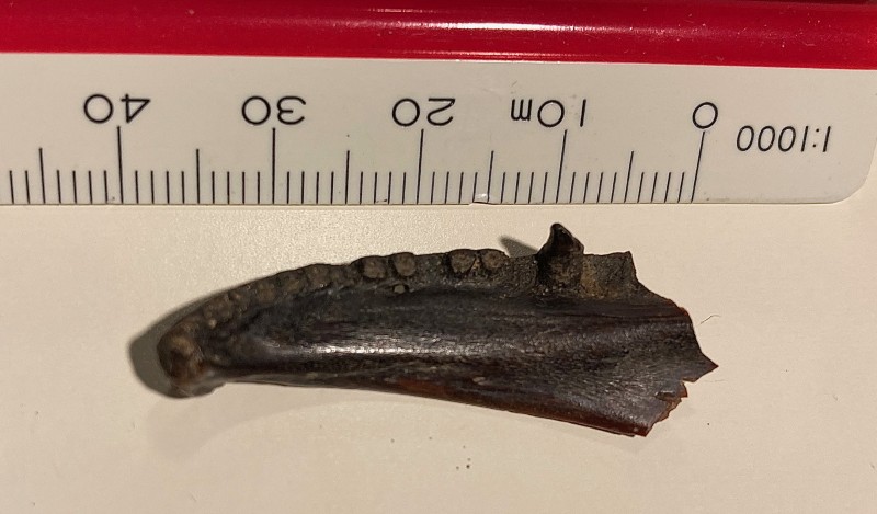 Ongeveer 4 cm groot.