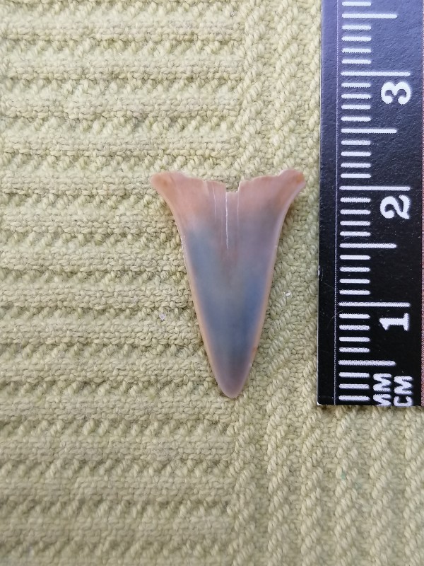 Carcharodon hastalis kaloot