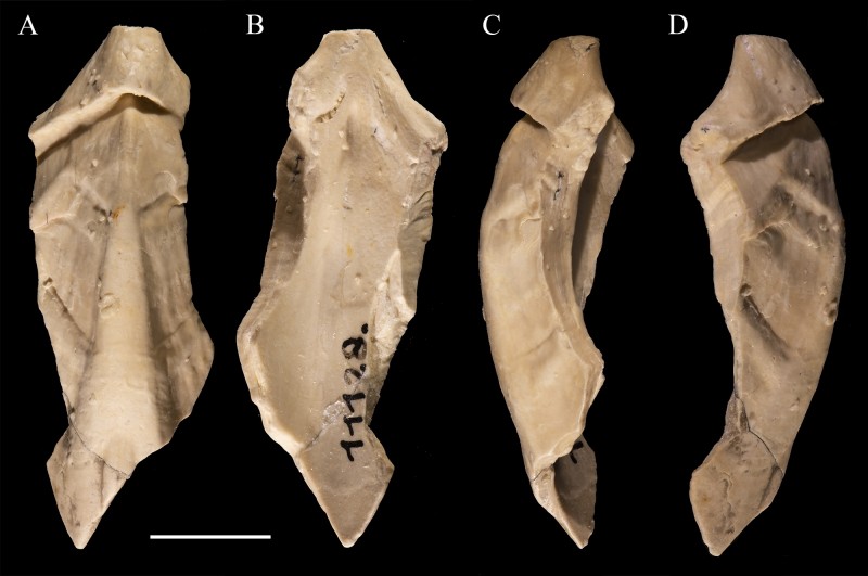 Conchorhynchus illustris.JPG