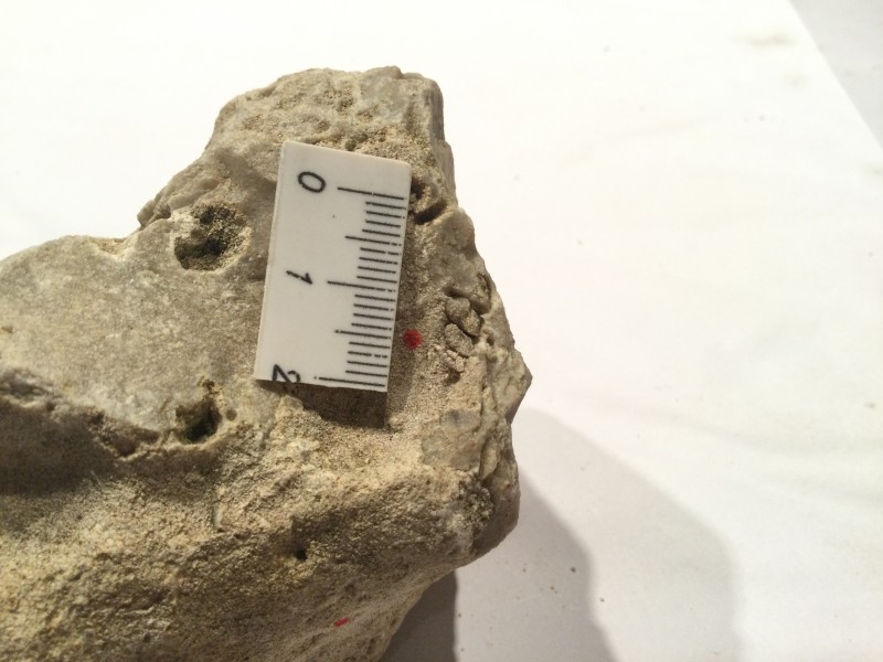 F992E6AA-D11B-448B-9E25-C27C791047EA.jpeg (1.71 MiB) 1472 keer bekeken Langwerpige schelp