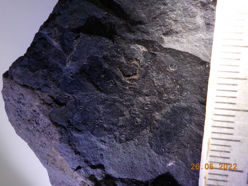 Fossil-Carboniferous-21.05.2022-unidentified3.JPG