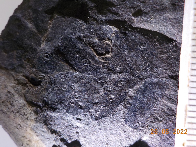 Fossil-Carboniferous-21.05.2022-unidentified2.JPG