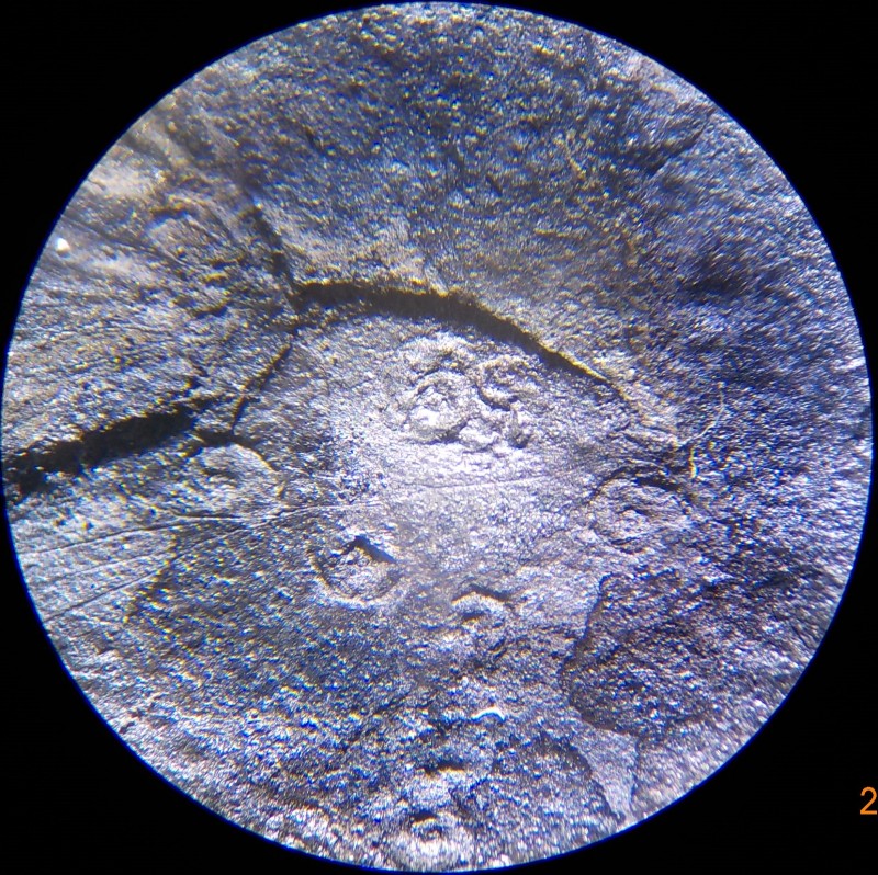 Fossil-Carboniferous-21.05.2022-unidentified-magnified-4.JPG