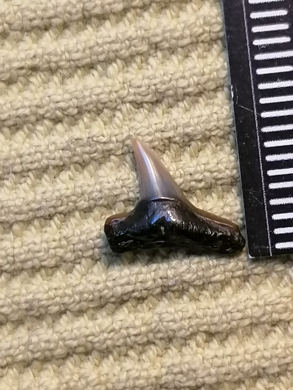 IMG_20220608_190413.jpg (2.14 MiB) 1330 keer bekeken IMG_20220608_190413.jpg