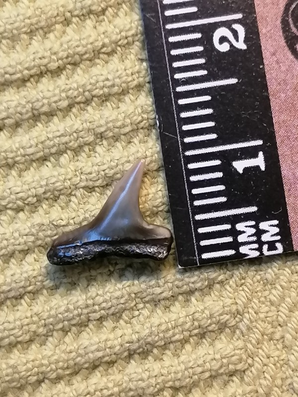 IMG_20220608_190512.jpg (2.49 MiB) 1330 keer bekeken IMG_20220608_190512.jpg