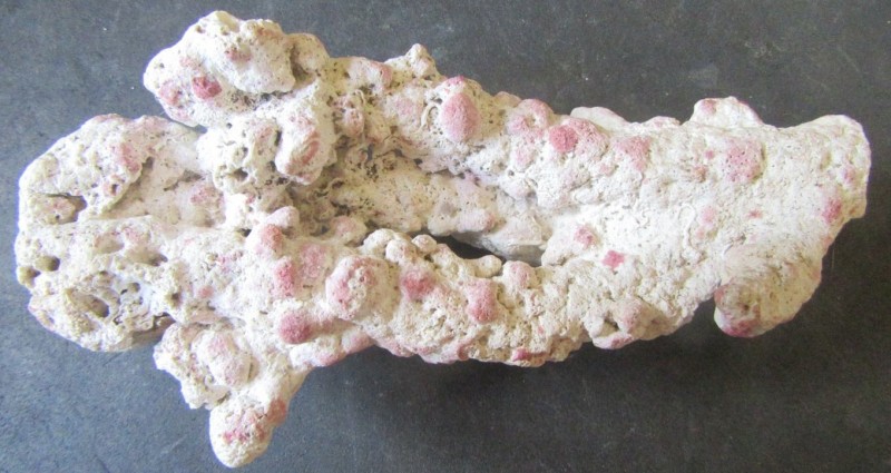 homotrema rubrum.jpg