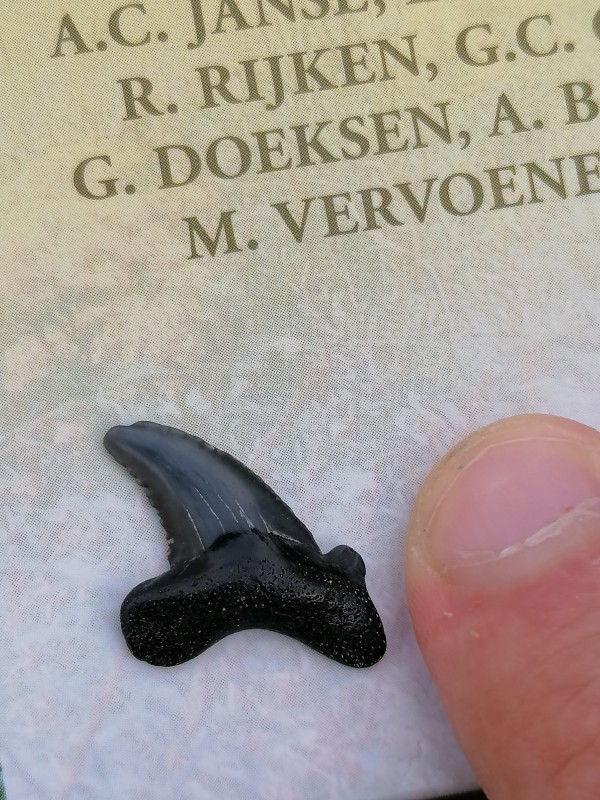 Otodus auriculatus
