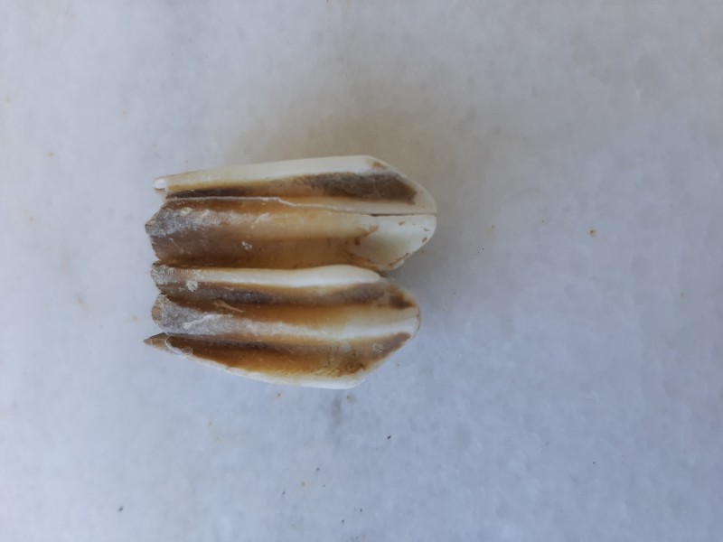 20220616_104333.jpg (1.51 MiB) 425 keer bekeken 20220616_104333.jpg