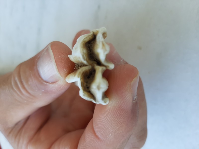 20220616_104412.jpg (1.72 MiB) 425 keer bekeken 20220616_104412.jpg