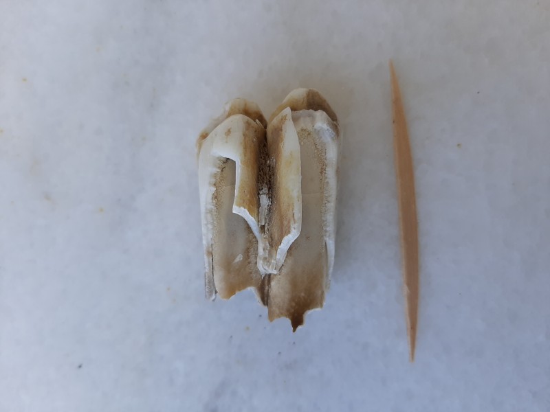 20220616_104436.jpg (1.59 MiB) 425 keer bekeken 20220616_104436.jpg