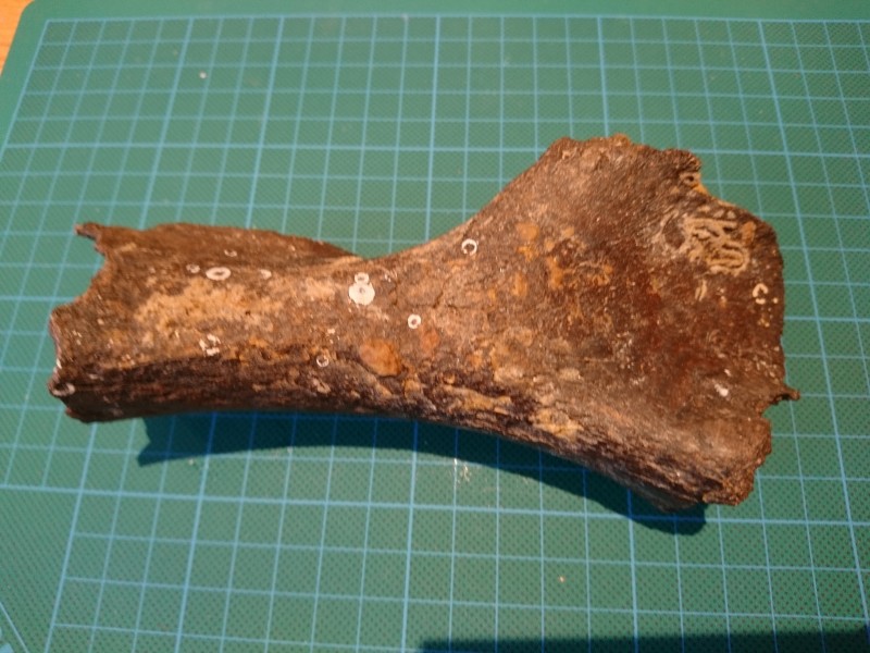 Juvenile mammoet humerus 2.JPG