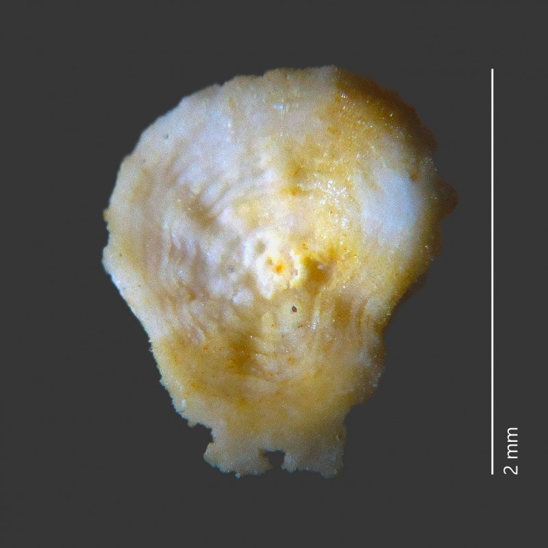 indet_operculum_ENCI_Meerss_0220.jpg