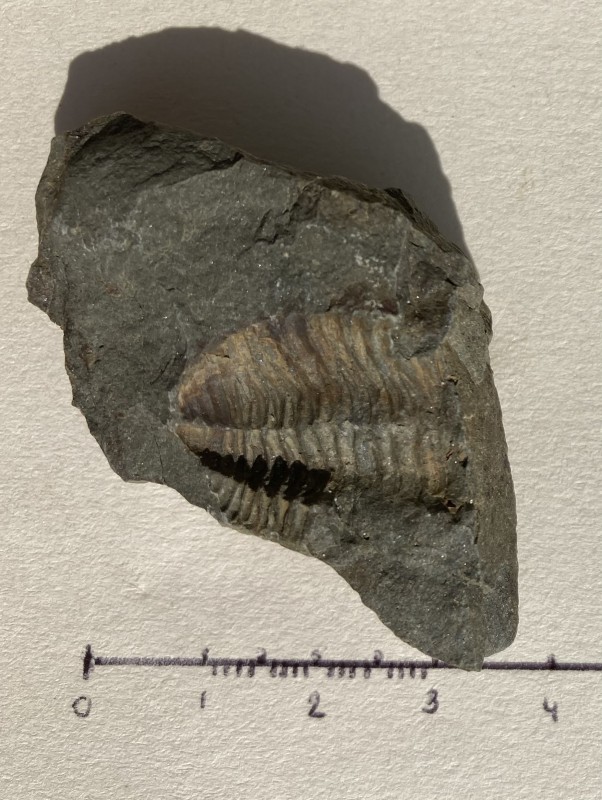 Trilobite Werpin