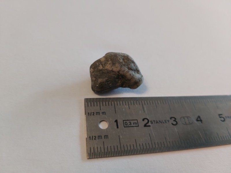 Wervelachtige botjes in de steen, links een beetje beschadigd. Zo'n 2cm lang.